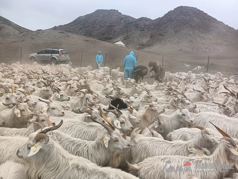 在新疆和布克賽爾絨山羊科技小院內(nèi)，防疫人員正在給絨山羊打疫苗。（資料圖）